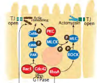 Figure 8 Voies de signalisations intracellulaires impliquées dans le contrôle des jonctions serrées