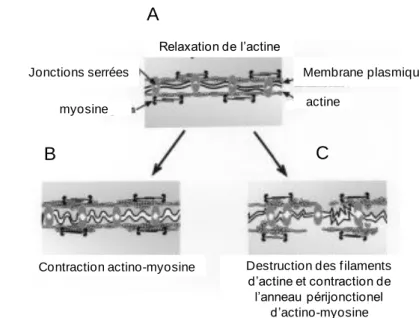 Figure 9 Modèle de régulation des jonctions serrées par le cytosquelette. 