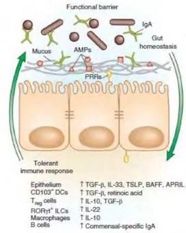 Figure 13 Le système immunitaire assure une réponse de tolérance vis-à-vis du microbiote