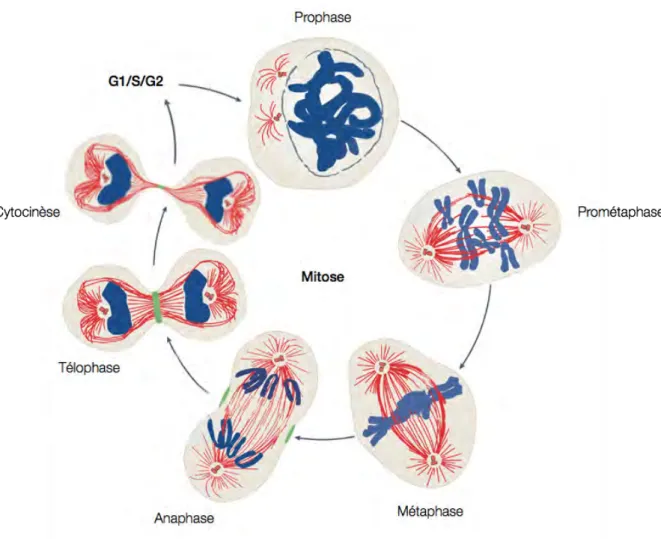 Figure  2.  Les  étapes  de  la  mitose.  En  prophase,  les  chromosomes  (en  bleu)  commencent  à  se  condenser  et  les  centrosomes  débutent  l’établissement  du  fuseau  mitotique  (en  rouge)