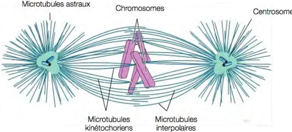 Figure  3.  Le  fuseau  mitotique.  A  l’entrée  en  mitose,  les  centrosomes  sont  le  siège  d’une  intense  activité de nucléation et assemblent le fuseau mitotique, vecteur de la ségrégation chromosomique