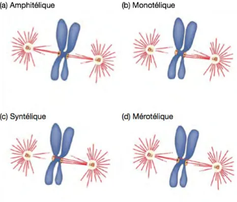 Figure  6.  Les  différents  types  d’attachement  entre  les  kinétochores  et  le  fuseau