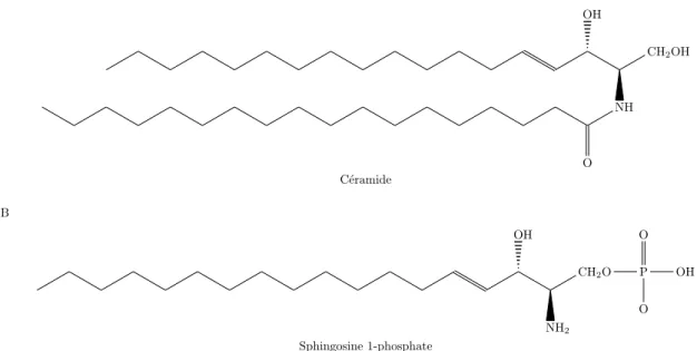 Figure 11. Le céramide et la sphingosine 1-phosphate. (A) Structure du céramide, molécule centrale  du  métabolisme  sphingolipidique