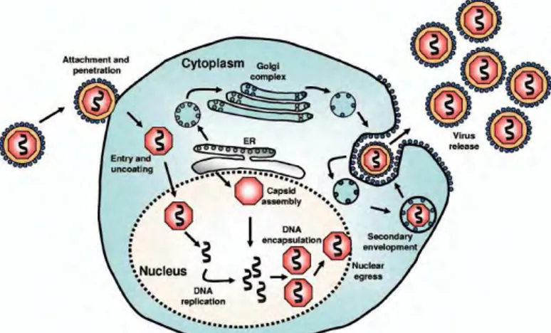 Figure 9 : Cycle viral lytique du CMV. Après libération de la nucléocapside dans le cytoplasme, celle-
