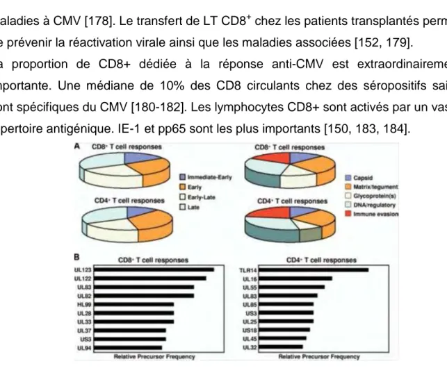 Figure 11 :.Distribution de la réponse des CD4+ et CD8+ aux protéines du CMV [18] 
