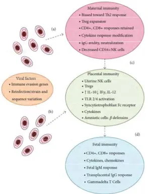 Figure 14 :Représentation schématique des voies de contamination du CMV et de la réponse immune 