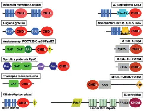 Figure 15 : Schematic representation of examples for variant domain organizations of class III  adenylyl cyclases