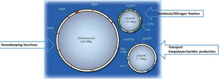 Figure 3: The three components of the S. meliloti genome: a chromosome and two  megaplasmids