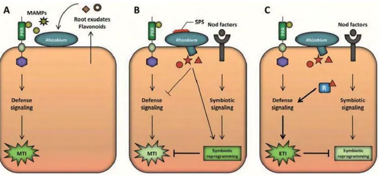 Figure 9 :  Model for the modulation of host immunity in the Rhizobium-legume symbiosis