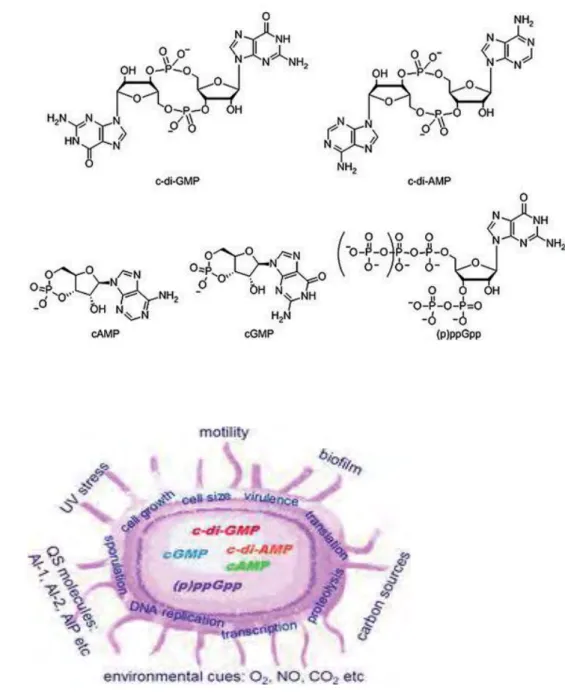 Figure 10 : Nucleotide second messengers.                                                