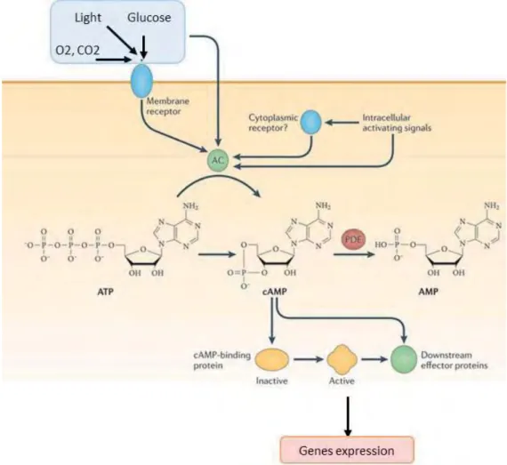 Figure 11: cAMP translates environmental signals into regulatory outcomes.  