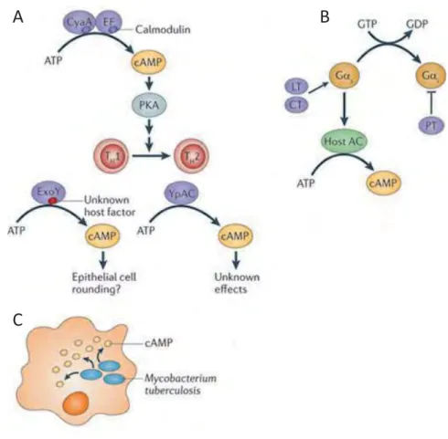Figure 12 : Bacterial manipulation of host cAMP levels.  