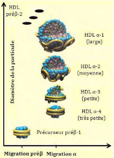 Figure  8 :  Diversité  des  différentes  sous-fractions  de  HDL  en  électrophorèse  deux  dimensions