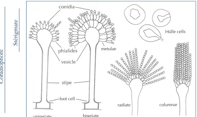 Figure 3 : Caractéristiques morphologiques d'une tête aspergillaire 
