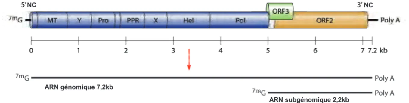Figure 1 : Organisation du génome du VHE pour les génotypes 1 à 4. 