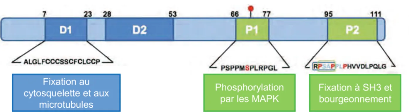 Figure 4 : Représentation schématique de la protéine codée par ORF3.  D’après Ahmad et al., 2011