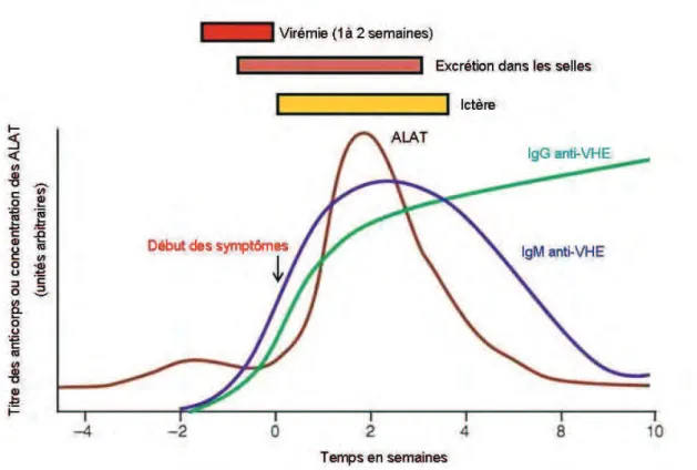 Figure  8 :  Cinétique  d’apparition  des  anticorps  et  évolution  des  alanine  aminotransférases (ALAT) lors de l’infection par le VHE