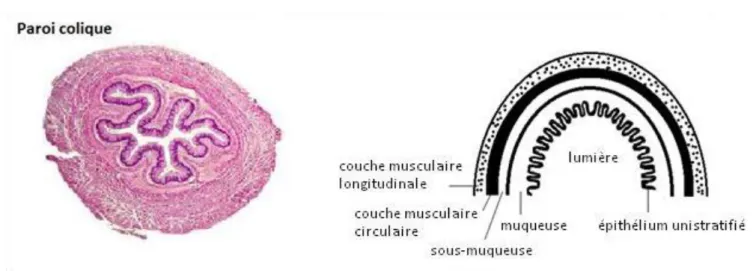 Figure 2a :  Paroi colique : structure et histologie. 
