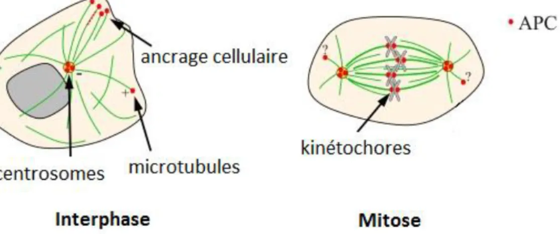 Figure 8 :  Localisation de la protéine APC dans la cellule en interphase et en mitose (adapté  de Rusan N.M