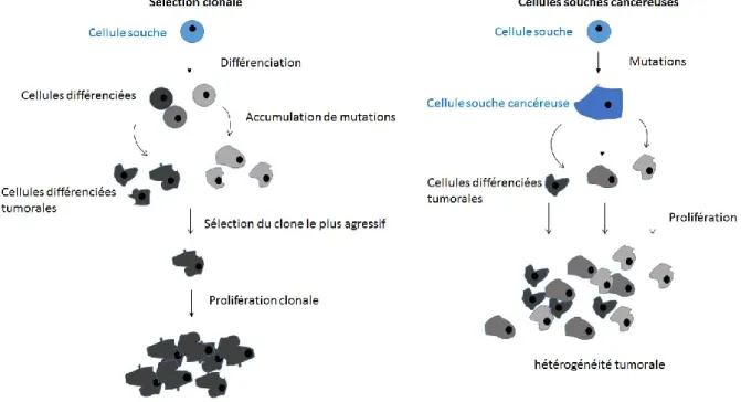 Figure  11 :  Sélection  clonale  vs  cellules  souches  cancéreuses.  Schéma  résumant  les  deux  théories proposées pour expliquer le passage du tissu sain au tissu tumoral