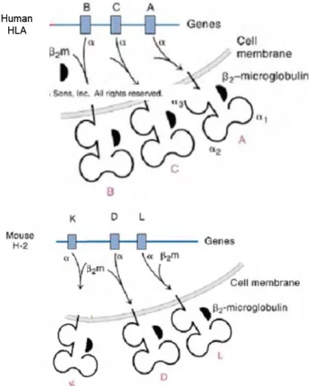 Figure 1.  Gènes et protéines du CMH de classe I chez l’homme et chez la souris 