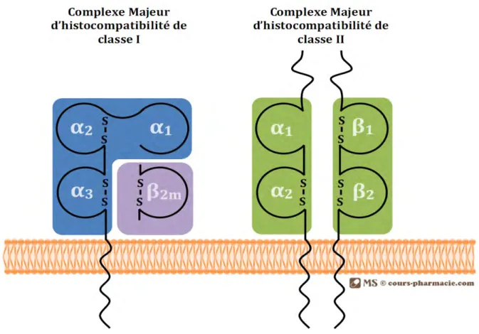 Figure 2.  Molécules CMH de classe I et II au niveau de la membrane plasmique 