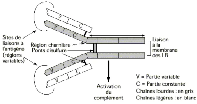 Figure 4.  Structure d’un anticorps ou immunoglobuline 