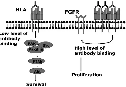 Figure 11.  Anticorps anti-HLA et prolifération et survie des CE 