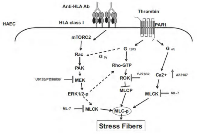 Figure 14.  Anticorps anti-HLA et formation des fibres de stress 