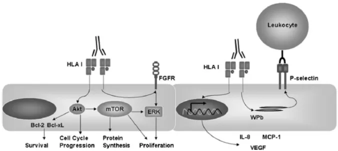 Figure 16.  Interaction CE/leucocyte Fc indépendante induite par les anticorps anti-HLA  