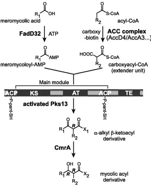 Figure 22 : Schéma général de l'étape de condensation des acides mycoliques (Gavalda et  al, 2009)