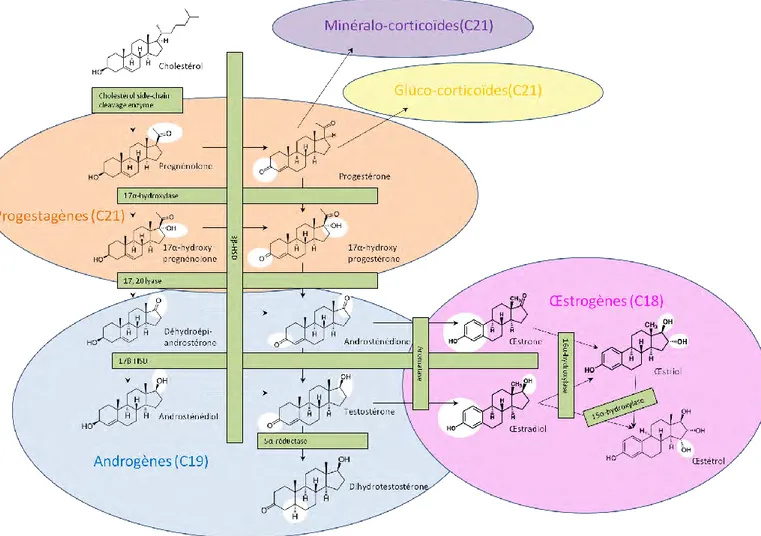 Figure 2 : Etapes de la biosynthèse des œstrogènes 