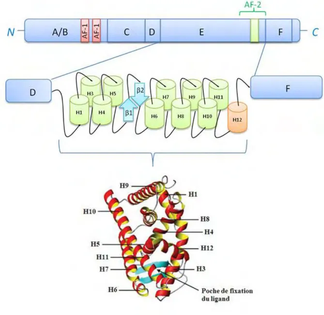 Figure  10 :  Structure  canonique  du  monomère  LBD  de  l'isotype  α  humain  du  récepteur  aux  œstrogènes  complexé au 17β-œstradiol 