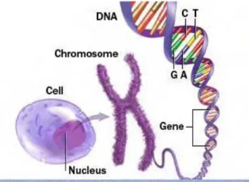 Figure 1.1: How genetic information is stored in our bodies. Adapted from (Mayo Clinic staff, 2011)