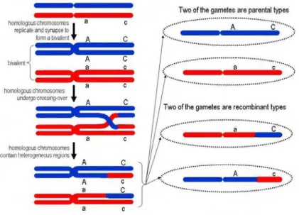 Figure 2.6: During meiosis, homologous chromosomes undergo crossing-over producing  chromosomes containing genetically heterogeneous regions