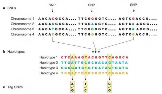 Figure 2.8: Describing common patterns of human genetic variation. (a) DNA sequences of four  individuals including three SNPs