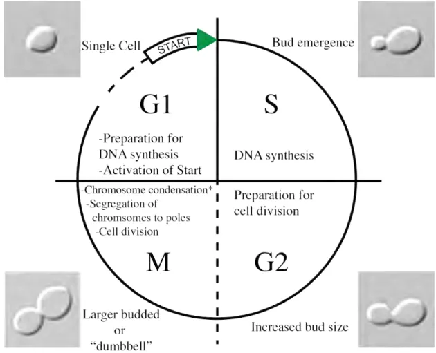 Figure 0-2. The stages of the cell cycle in S. cerevisiae 