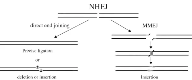 Figure I-1. Ligation models of the juxtaposed DSB ends in NHEJ. 