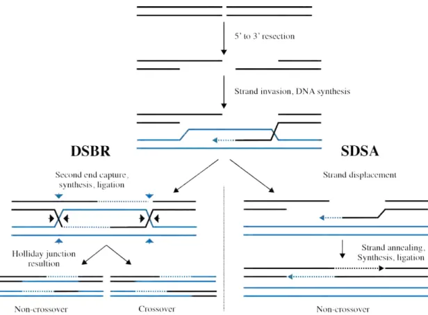 Figure I-5. Models for the repair of double-strand breaks by DSBR and SDSA 