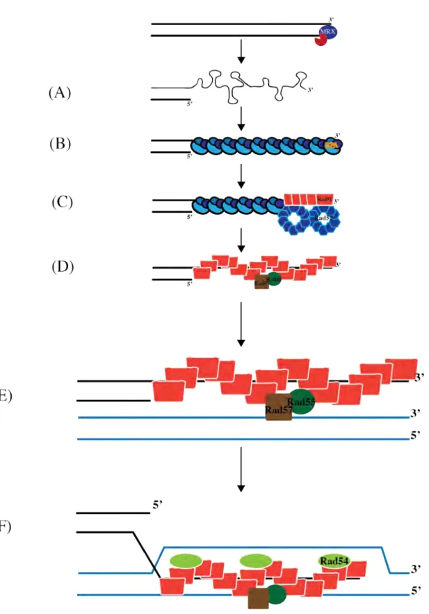Figure I-6. Model for resection and strand invasion 