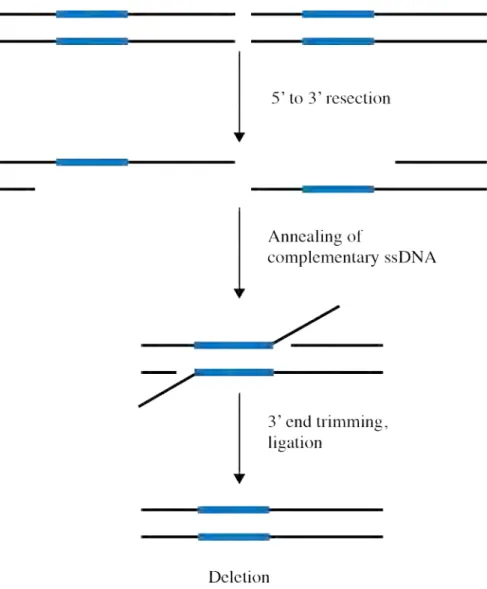 Figure I-7. Model for the repair of double-strand breaks by SSA 