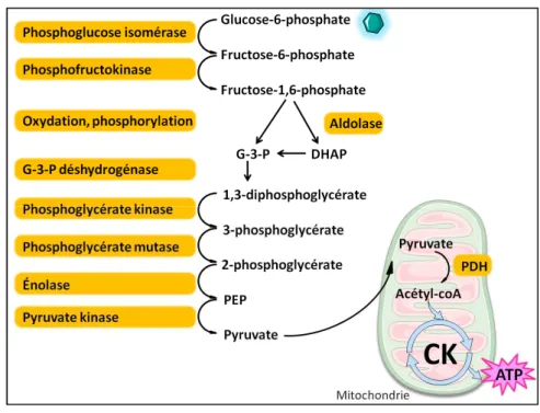 Figure 5. La glycolyse 