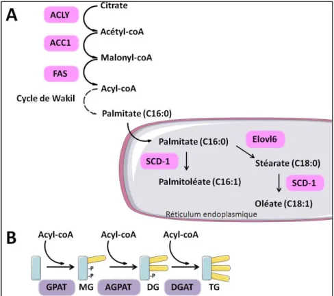 Figure 7. La lipogenèse de novo et la synthèse de triglycérides. 