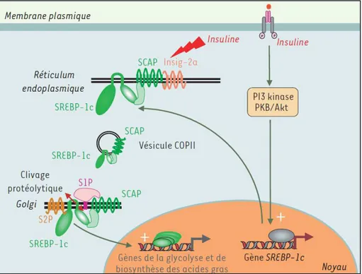 Figure 8. Activation par l’insuline et effets transcriptionnels de SREBP-1c dans le foie