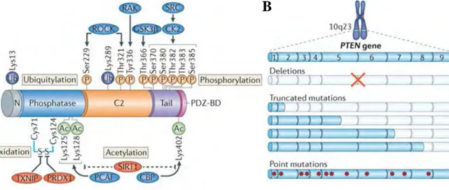 Figure  9  :  Anomalies  affectant  le  gène  PTEN  dans  les  cancers,  localisations,  conséquences sur la protéine 