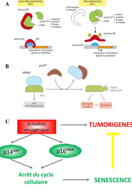 Figure  12  :  Implication  des  protéines  codées  par  le  locus  CDKN2A  dans  l’arrêt  du  cycle cellulaire en réponse aux stress oncogéniques 