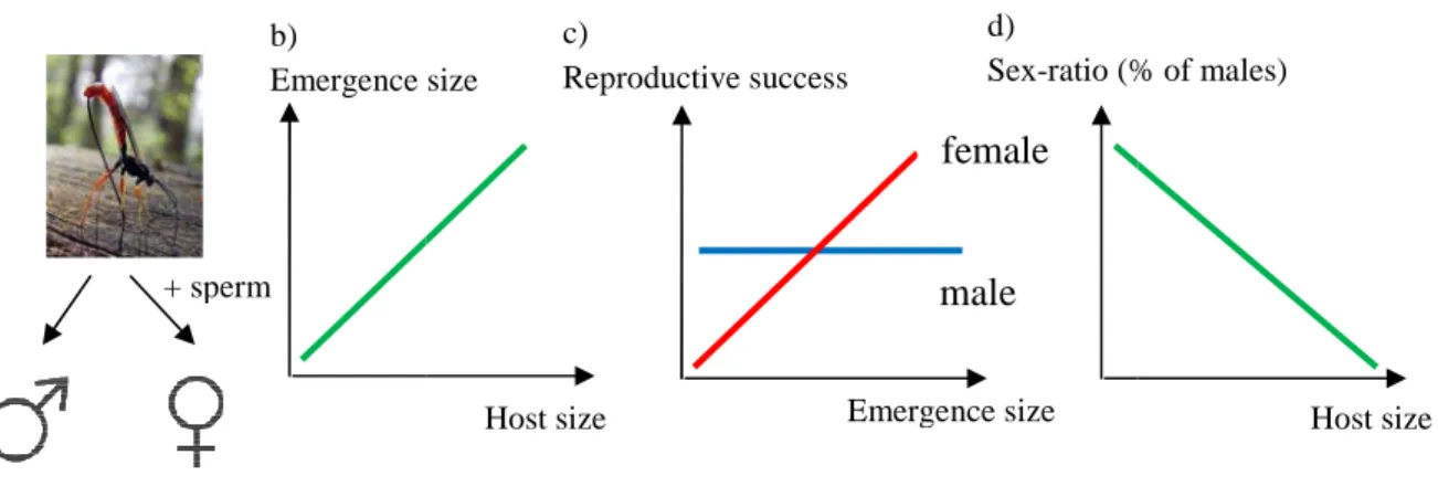 Figure 1. Parasitic wasp can a