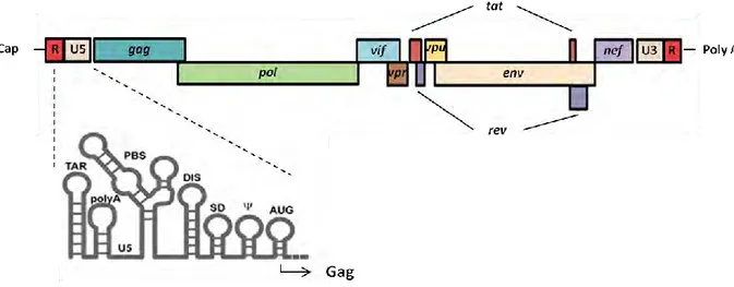 Figure 6 Organisation de l’ARN génomique du VIH-1.  