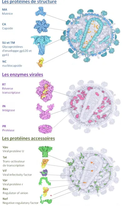 Figure 7  Les protéines Structurales, Accessoires, et Enzymes du VIH-1.  