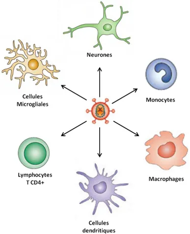 Figure 11 Le VIH-1 et ses principales cibles cellulaires. 